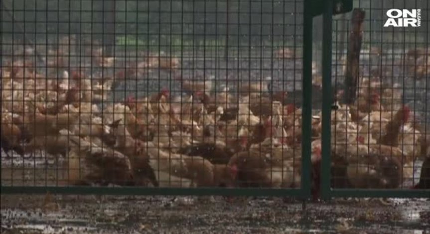 500 кг яйчен прах с фипронил е навлязъл у нас