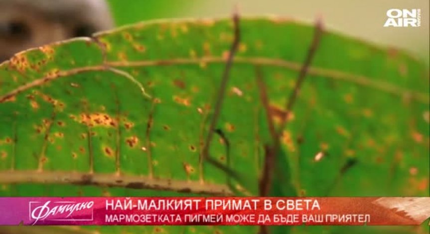 Този път в 