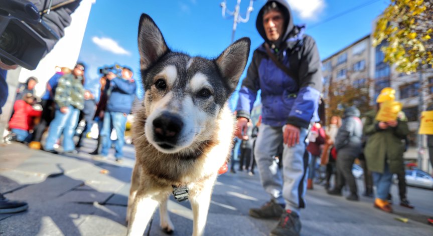 Внесоха жалба в МВР срещу неадекватното прилагане на Закона за защита на животните