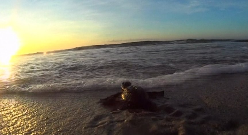 Десетки хиляди малки костенурки се отправиха към водите на Тихия океан