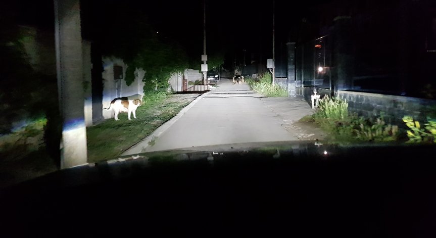 Сигнали в Helpbook: Агресивни кучета ни тормозят, лаят, хапят