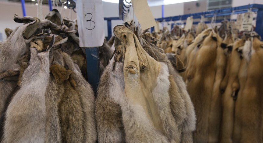 Водещ вирусолог: Китайската кожухарска индустрия може да е източник на Ковид-19