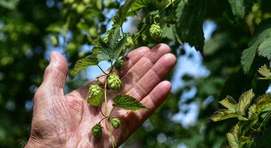 Бира под заплаха - германският хмелeн сектор е изправен пред сътресения