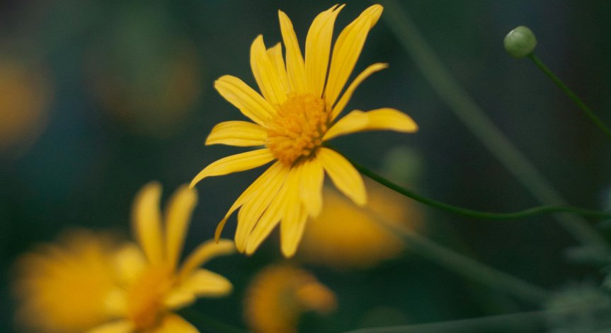 Арника - най-доброто хомеопатично лекарство за първа помощ