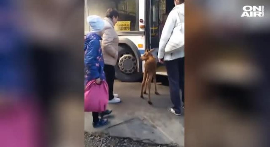 Необичаен пътник: Бебе лос се озова в автобус в Русия