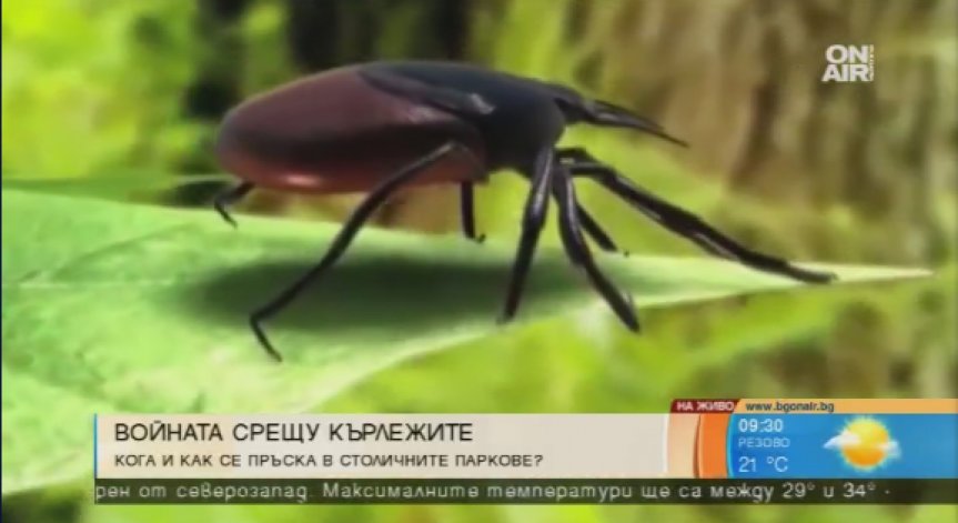 Вечният летен хит - ухапването от кърлежи