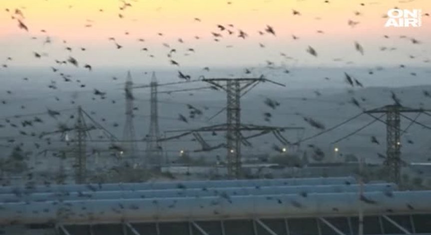 Ято скорци танцуваха в израелското небе