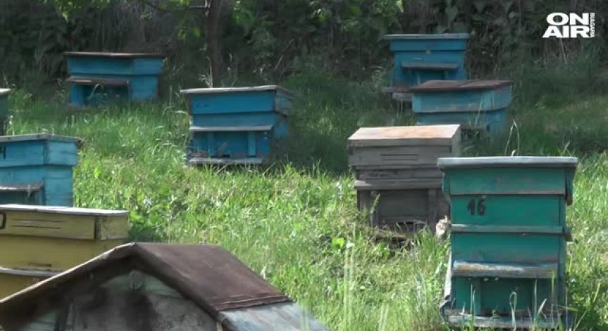 Масова смърт на пчели във Видинско