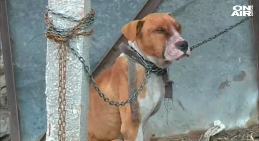 Зоозащитници поеха грижите за питбула от Мокрище