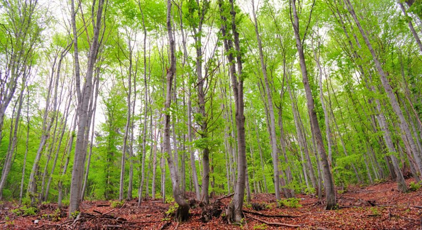Вековните букови гори в Централен Балкан влизат в ЮНЕСКО
