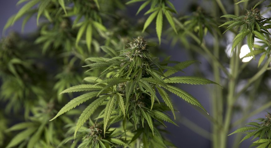 Как Германия може да промени глобалния бизнес на канабис?