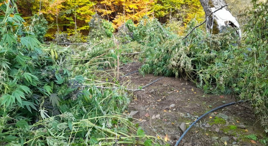 Изкорениха и унищожиха близо 1,5 т канабисови насаждения