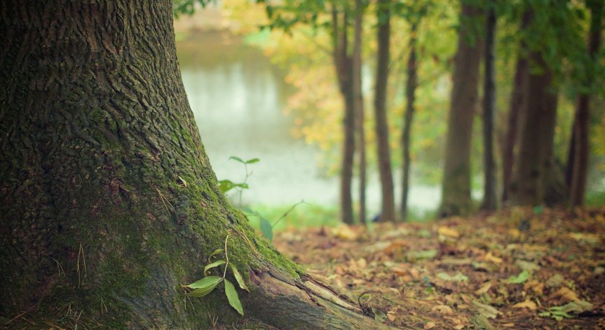 Над 9 000 декара гори ще бъдат посадени тази година