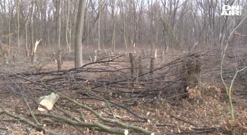 76 кубика дърва са незаконно отсечени в Старозагорско