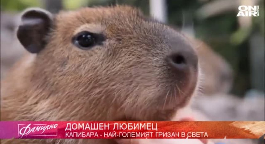 Отглеждаме все по-екзотични домашни любимци. Кой е най-големият гризач в света?