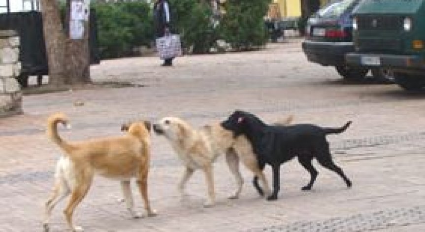 Зоополиция ще се бори с бездомните кучета