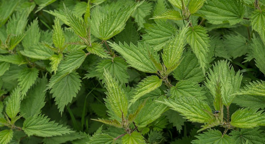 Невероятно вкусна и бърза супа от коприва за трапезата на Цветница