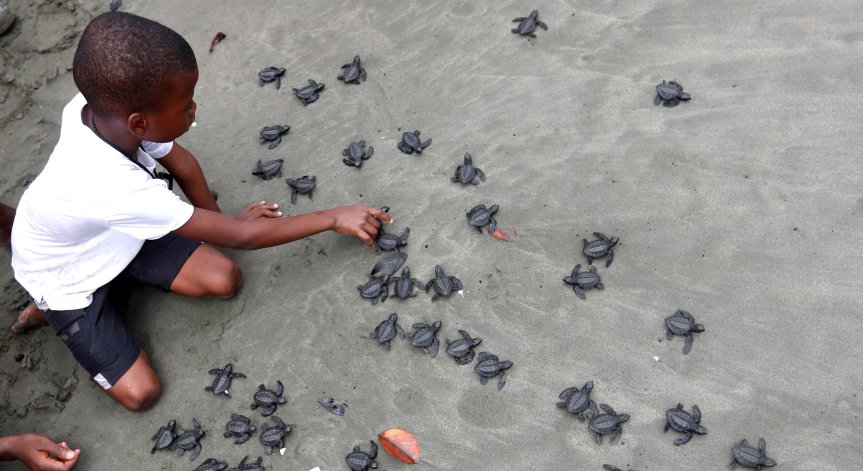 Изключително тежко е състоянието на ястребоклюните морски костенурки.