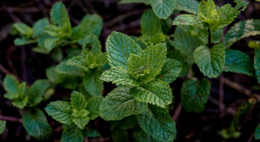 Здравословните свойства на ментата са впечатляващи