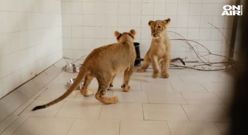 Прословутите лъвчета от Разград заминават за Холандия в края на седмицата