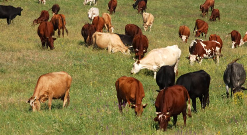 Българските животновъди ще получат помощ по de minimis