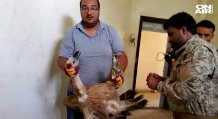 Български лешояд заподозрян в шпионаж в Йемен