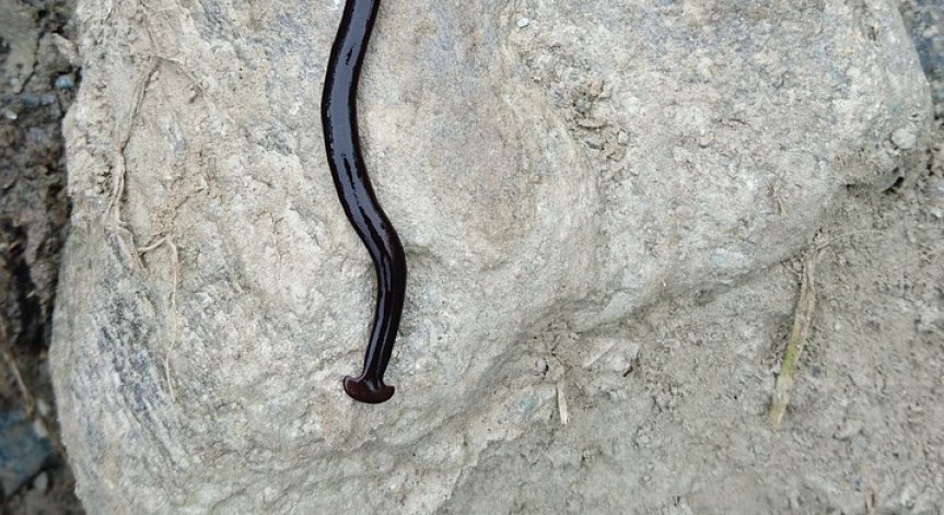 Достигат до 40 см дължина