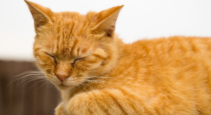 Прокуратурата погна пенсионерите, удряли и убили котката си в София