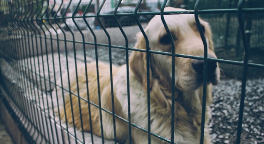 Зловещо: Китаец крадял кучета, за да продава месото им