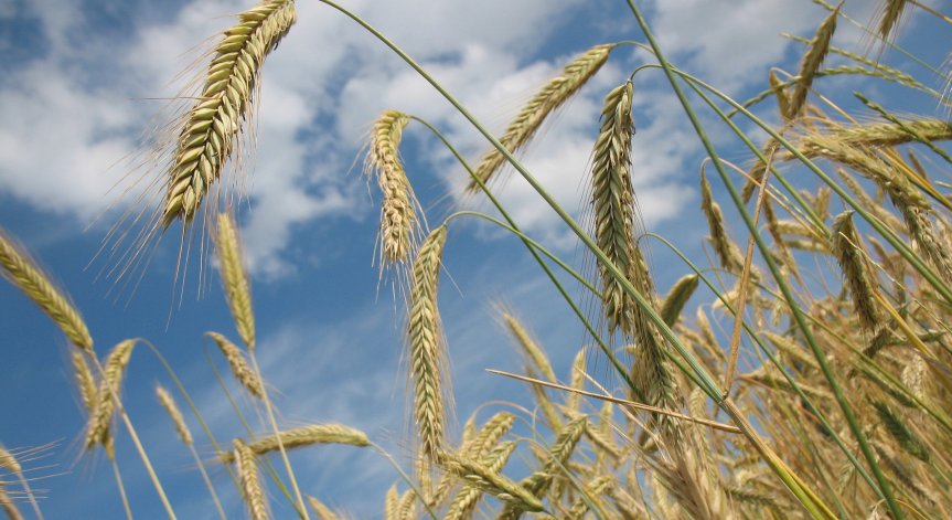 С неизяснено качество е зърното, което влиза в България от Украйна