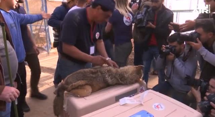 Глад, студ и смърт. Евакуираха десетки животни от зоопарка в Газа