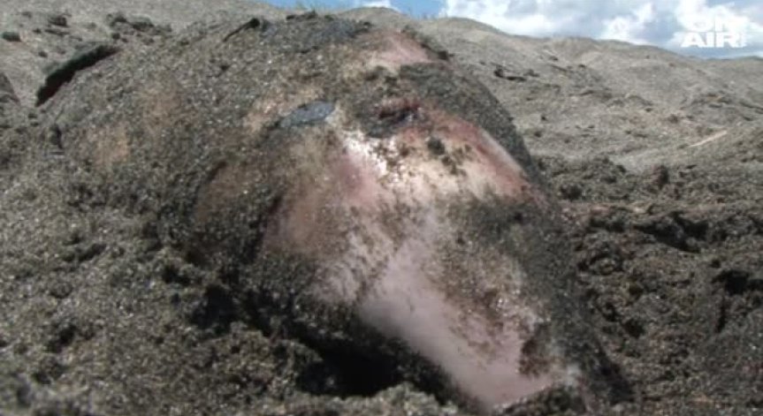 Мобилни групи ще разчистват мъртвите делфини по Черноморието