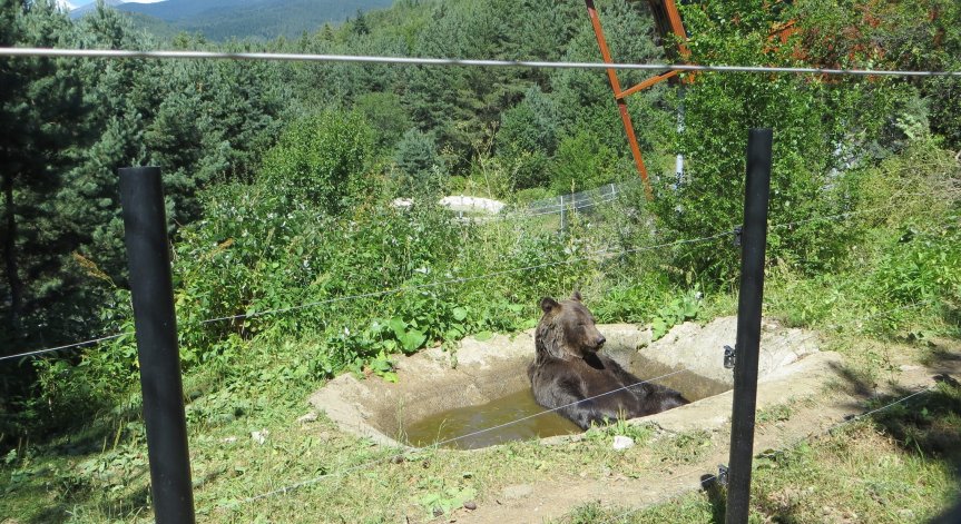 Паркът за танцуващи мечки в Белица се сбогува с любимеца Чарли