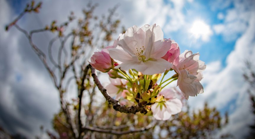 Времето се затопля, очаква ни слънчева събота с максимални температури до 26°