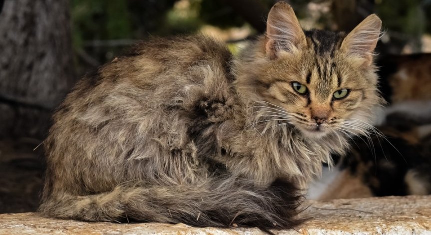 Мъж застреля котката си и я изхвърли в кош за боклук 