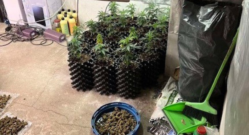 СДВР разкри оборудвана наркооранжерия - иззети са 8 кг дрога и над половин милион лева