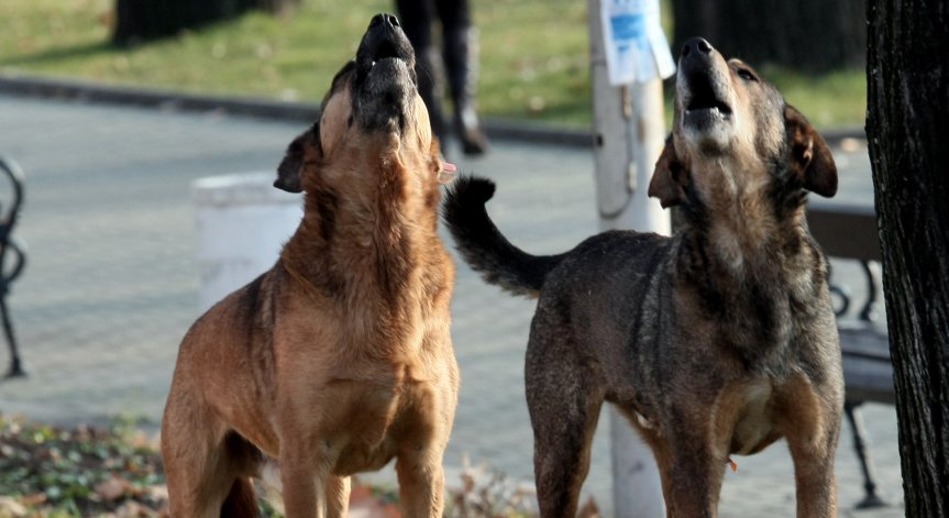 Пореден сигнал за домашно куче без намордник в столичен квартал