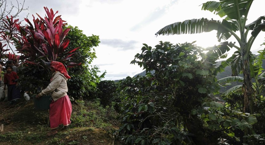 Светът се нуждае от кафе, но запасите са рекордно ниски, а цената скача