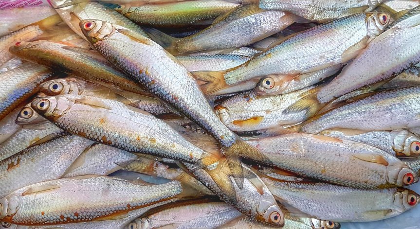 Проверяват сигнал за продажба на умряла риба от разлива на Стряма