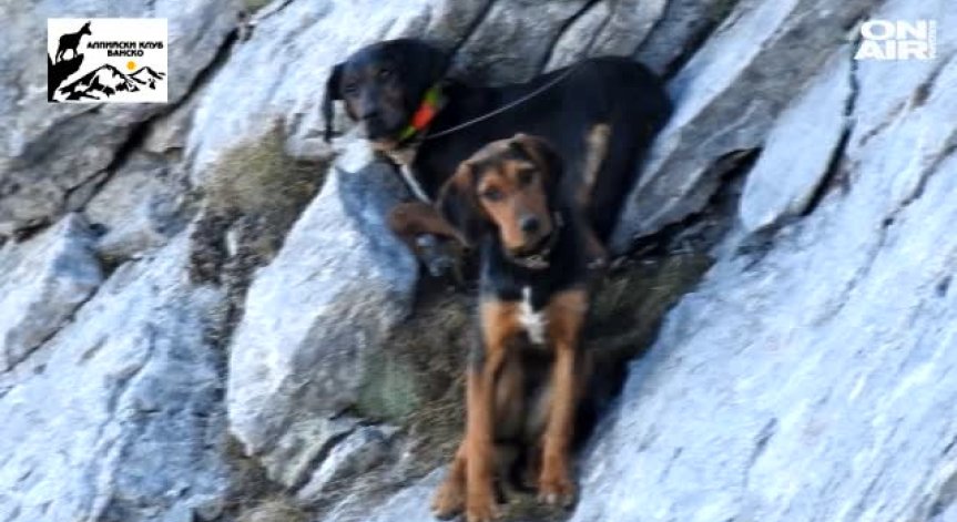 След 13-часова операция: Мъже спасиха бедстващи кучета край Банско