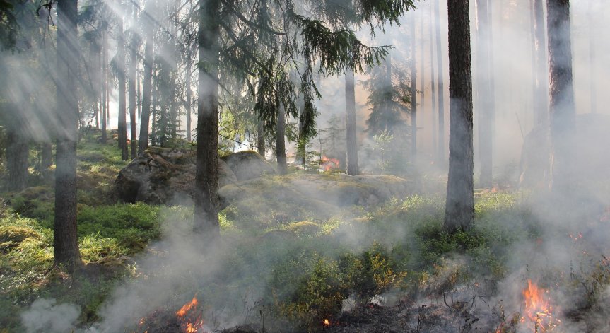 Пожар гори в гръцката част на Родопите в близост до България