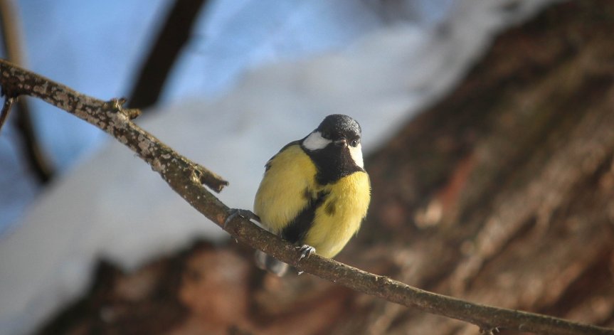 В планините ще бъде предимно слънчево.