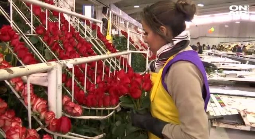 Колумбия в трескава подготовка за празника Свети Валентин