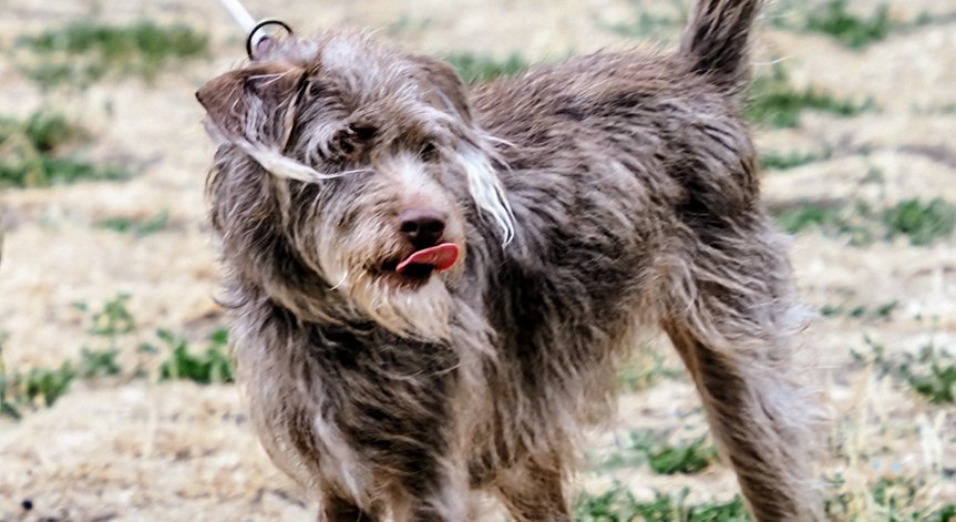 Картинката е комична, кучетата лаят ден и нощ.