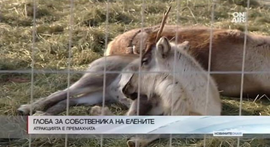 Глоба за собственика на елените, затворени като атракция пред  мол