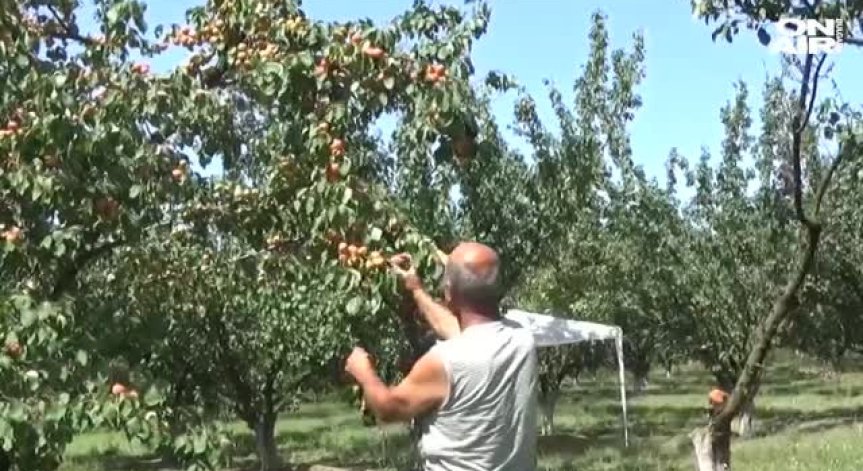 Производители на кайсии се оплакват от липса на пазар