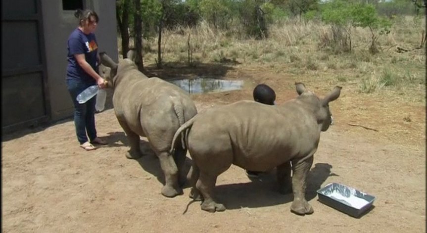 Природозащитници: Носорозите са застрашени от изчезване