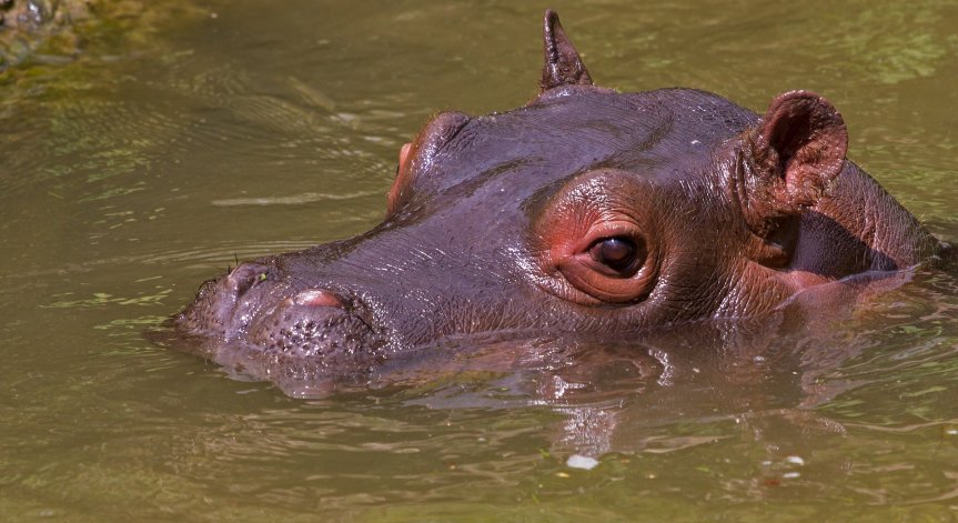 Хипопотамите на Пабло Ескобар носели негативни последици за водните ресурси