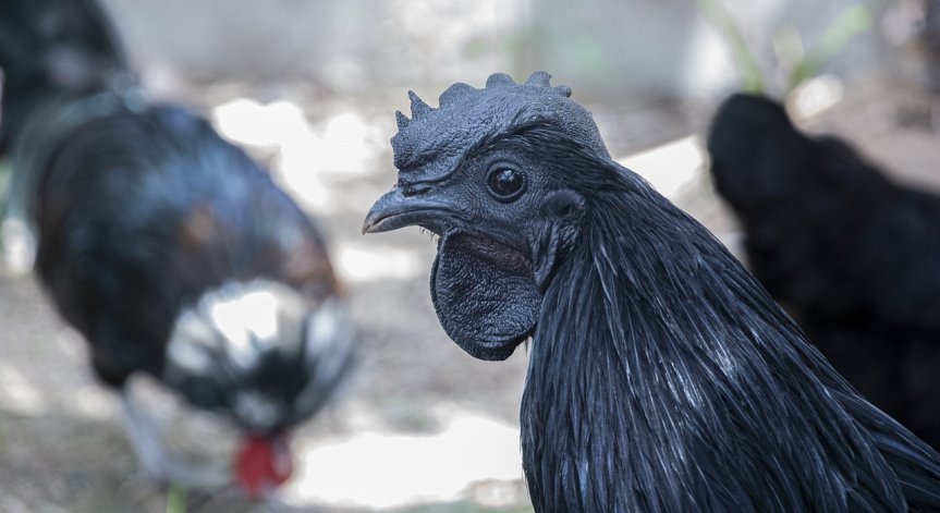 Летен Атанасовден - домакините колят черни кокошки