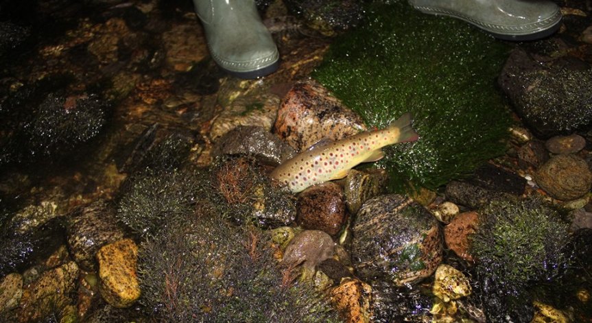 Кричим пред екологична катастрофа заради пресъхването на Въча